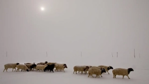 Severe winter in Mongolia killed 26 thousand livestock
