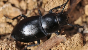 O‘zbek olimlari qo‘ng‘izlarning 7 yangi turini aniqladi