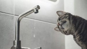 Temporary Interruption of Cold Water Supply in Tashkent