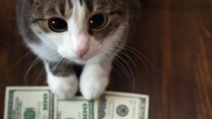 Mushuk tufayli lotereyada 150 ming dollar yutdi