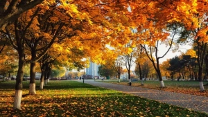 В ноябре ожидается холодная погода и осадки