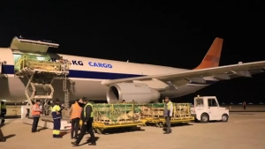 Brought 730 Bayat sheep from Mongolia to Namangan