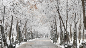 Toshkentda 11 mart kuni beqaror ob-havo va kuchli shamol kutilmoqda