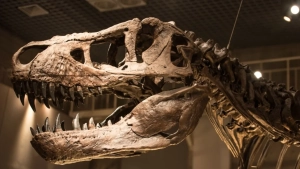 Olimlar 66 million yillik dinozavr suyagidan kollagen izini topdi