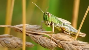 Qirg‘izistonda chigirtkalar O‘zbekiston chegarasiga zarar yetkazmoqda