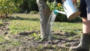 В Ташкенте можно поливать деревья в течение дня