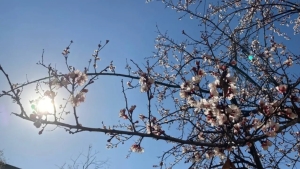 Cold weather, strong winds, and snowfall are expected in Uzbekistan.