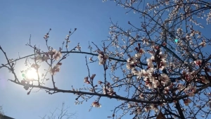 O'zbekistonda sovuq havo, kuchli shamol va qor yogishi kutilmoqda