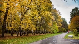 В Ташкенте ожидается дождь вечером