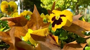 В Узбекистане 10–12 ноября будет теплая и спокойная погода