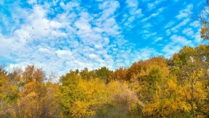 21-noyabr: O‘zbekistonda ob-havo iliq va tinch bo‘ladi