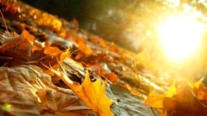 12-noyabr kuni O‘zbekistonda havo iliq va quruq bo‘ladi