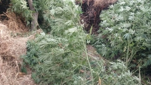 В Фергане был задержан гражданин, выращивавший каннабис