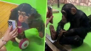 Xitoy hayvonot bog‘i shimpanzega video ko‘rsatishni taqiqladi