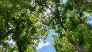 The air quality in Tashkent has significantly improved