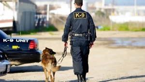 25 kg of drugs found in Christmas boxes