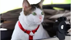 The cat of the President of Indonesia is under state protection