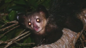 Madagaskar primati exolokatsiya yordamida ozuqa topishning noyob usulini qo'llaydi