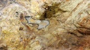 Dinosaur bones dating back 75 million years were found in Karakalpakstan