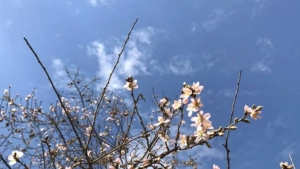 Warm weather without precipitation expected in most regions of Uzbekistan tomorrow