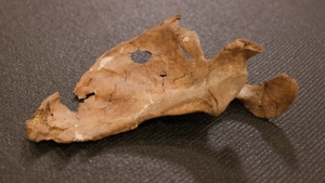 Shanidar g‘oridan topilgan neandertalning teshigi o‘lim sababi sifatida tashqi ta’sir ekanligini ko‘rsatdi