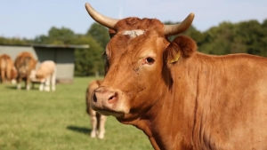 Combating Pasteurellosis in Novosibirsk and Farmers' Doubts