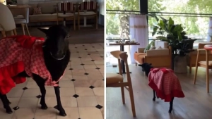 В ресторане Ташкента живые козы встретили клиентов