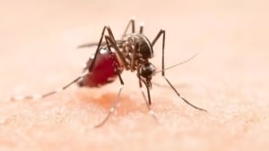 Xitoyda chikungunya bezgagi tez tarqalmoqda