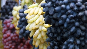 Uzbekistan became the leader in grape exports to Russia
