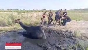 Nukusda botqoqdan tuya muvaffaqiyatli qutqarildi