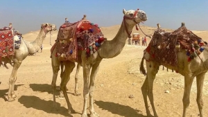 The number of camels in Uzbekistan has reached 17,600 heads