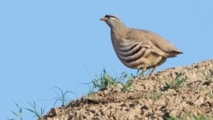 Desert Sparrow was chosen as the bird of Tajikistan for 2026