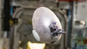 Astronavt Xalqaro kosmik stansiyada kartoshka yetishtirish tajribasini o'tkazdi