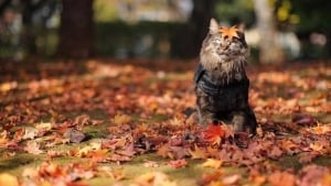 26-noyabr: O‘zbekiston bo‘ylab ob-havo barqaror bo‘ladi