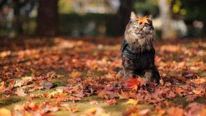 26-noyabr: O‘zbekiston bo‘ylab ob-havo barqaror bo‘ladi