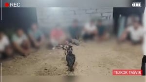Shaxrixonda noqonuniy xo‘roz jangi tashkil etildi