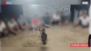An illegal cockfight was organized in Shakhrikhan