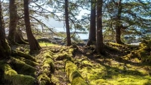 Haida xalqi o‘z yerlarini boshqarishni tikladi