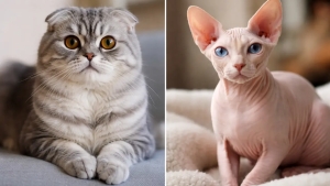 Scottish and Sphynx cats banned in the Netherlands