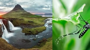 Mosquitoes detected for the first time in Iceland