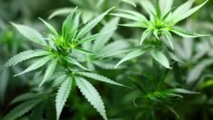 Jizzaxda kannabis o‘simligi yetishtirilgani aniqlandi