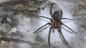 Yerosti g‘orida 100 kvadrat metrli o‘rgimchak to‘ri topildi