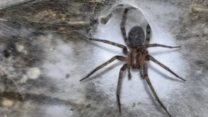 Yerosti g‘orida 100 kvadrat metrli o‘rgimchak to‘ri topildi