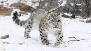 Hunting penalties for snow leopards in Tajikistan have been increased