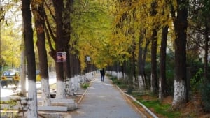 Ertaga O‘zbekistonda ob-havo barqaror va quyoshli bo‘ladi
