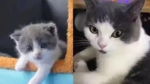 The pet cloning service is becoming widespread in China