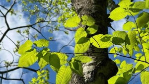 In Tashkent, 11.8 thousand trees were planted on 30 hectares