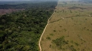 Dunyo o‘rmonlari iqlim o‘zgarishidan jiddiy zarar ko‘rmoqda