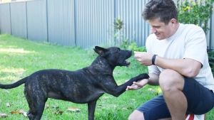 Создание вакцины от рака для собак с помощью искусственного интеллекта