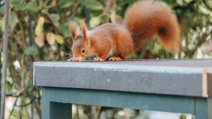 Olmaxon sabab yongan uy: oila boshpanasiz qoldi